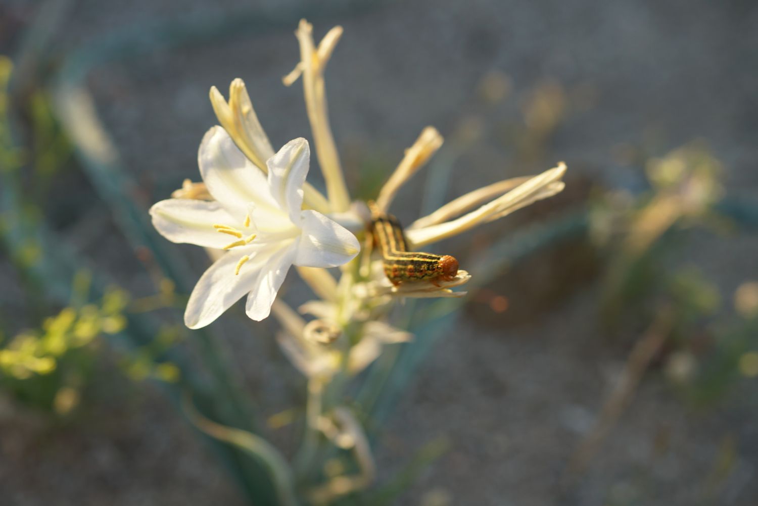 Two white desert lily flowers with a striped caterpillar resting on the petals in warm sunlight.