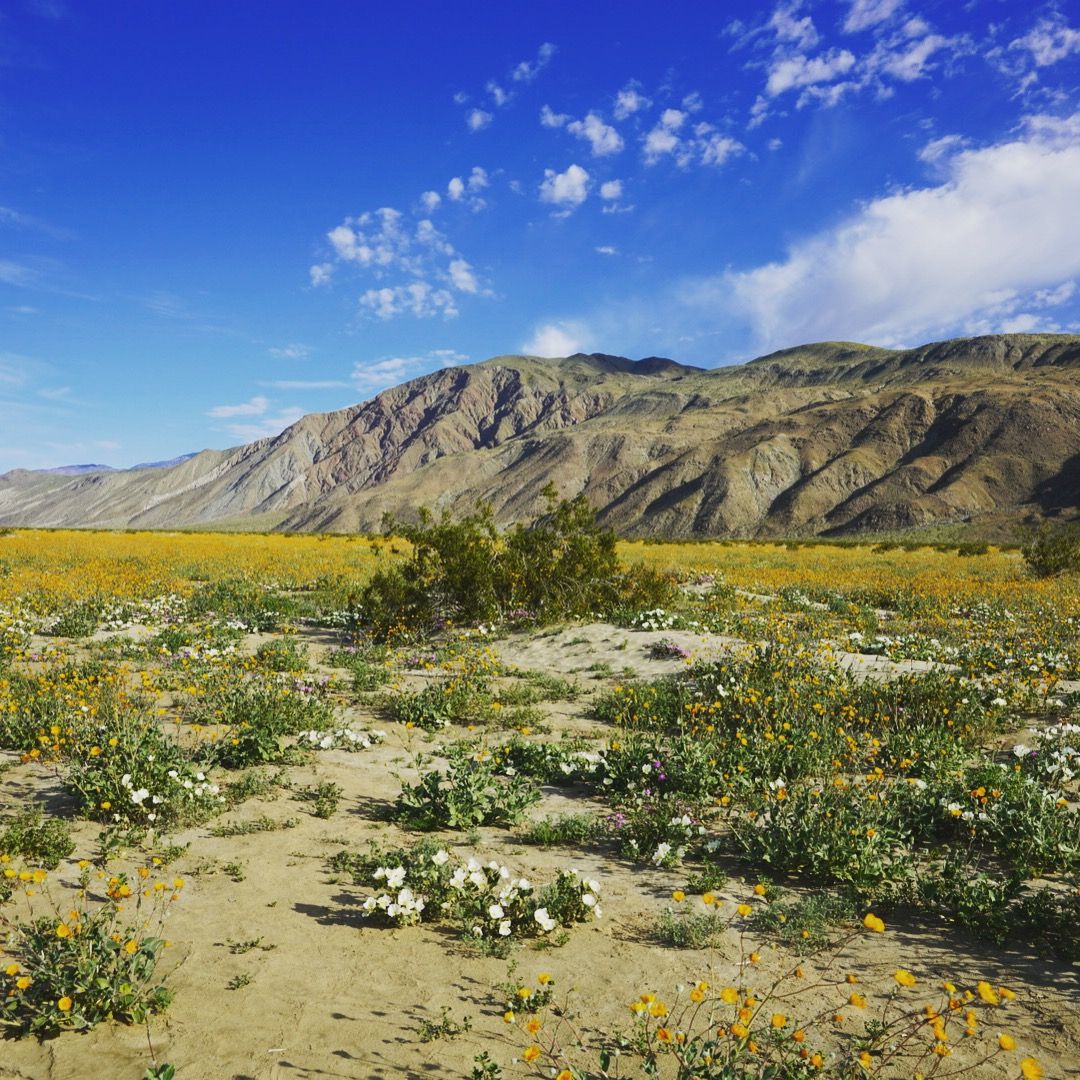 Vibrant desert superbloom with yellow wildflowers and white blooms filling sandy valley below rugged mountain range.