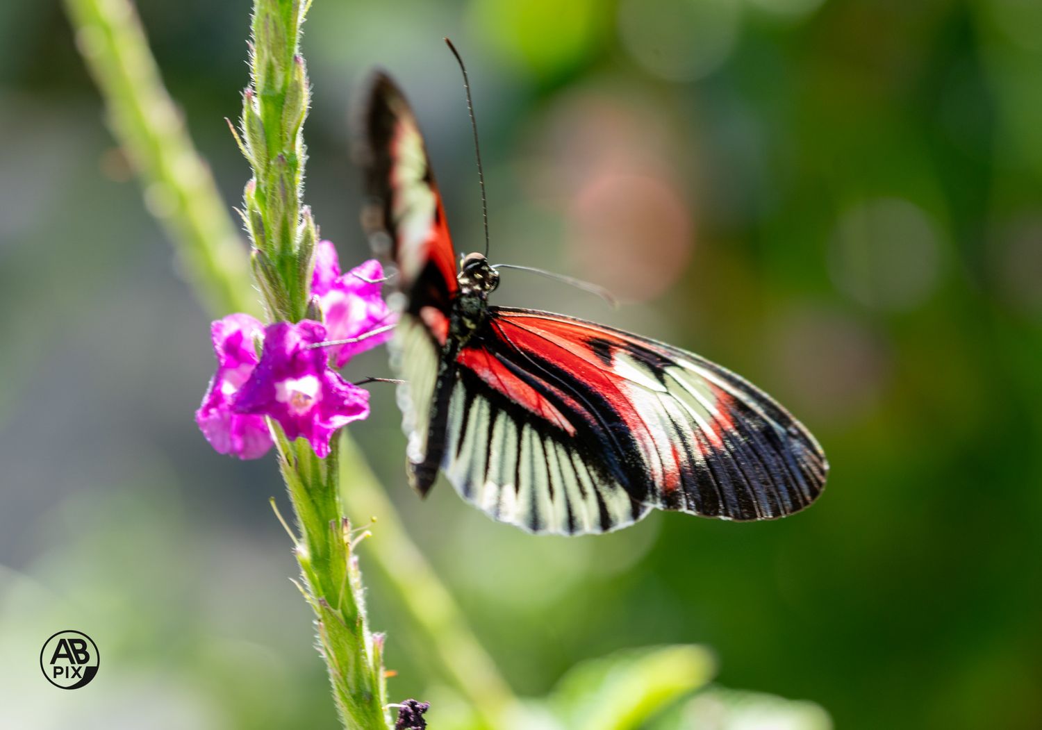 A vibrant red and black Heliconius butterfly feeding on a small purple wildflower.