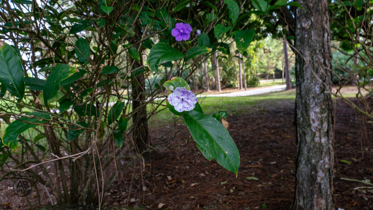 Purple and white hydrangea flower blooming on a green shrub in a shaded woodland garden.