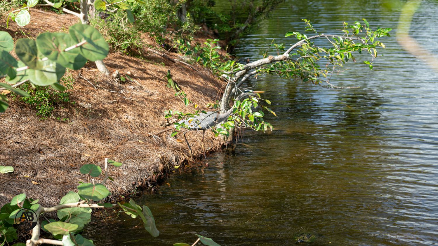 Close-up of a tree branch extending over a calm brown-watered river with muddy banks.