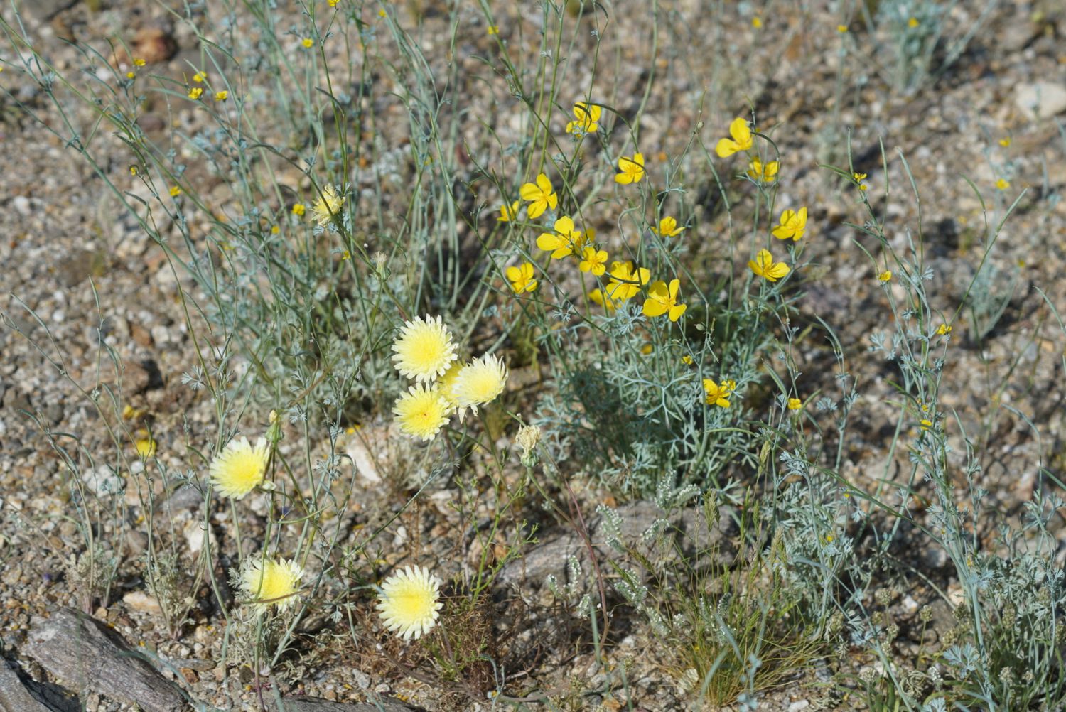 Yellow desert wildflowers blooming among rocks and sandy soil in an arid landscape.