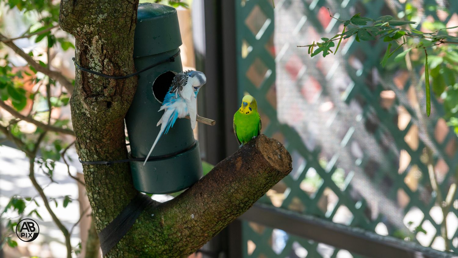 Two green and blue budgerigars perched near a dark green birdhouse on a tree branch.
