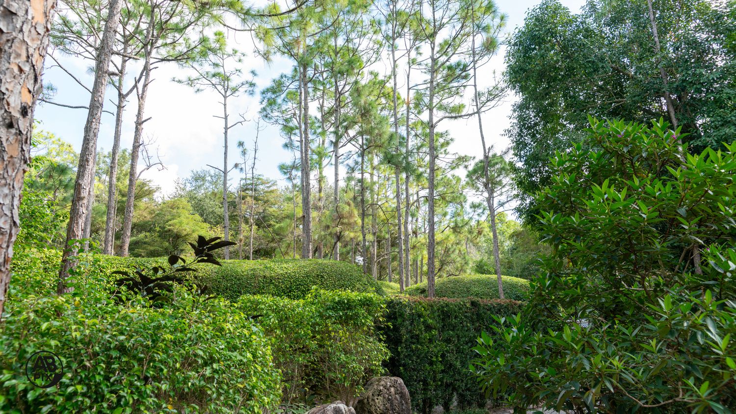 Tall pine trees rising above neatly trimmed green hedges and tropical foliage in a Japanese garden.