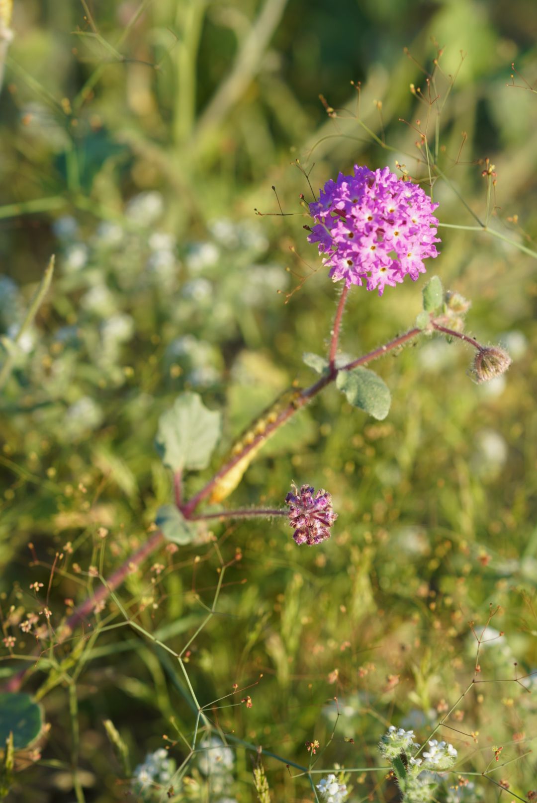 Pink sand verbena wildflower blooming among lush green desert vegetation.