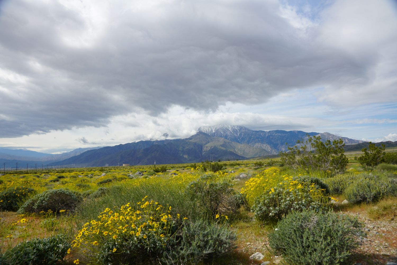 Desert landscape with yellow blooming shrubs and snow-capped mountains under cloudy sky.