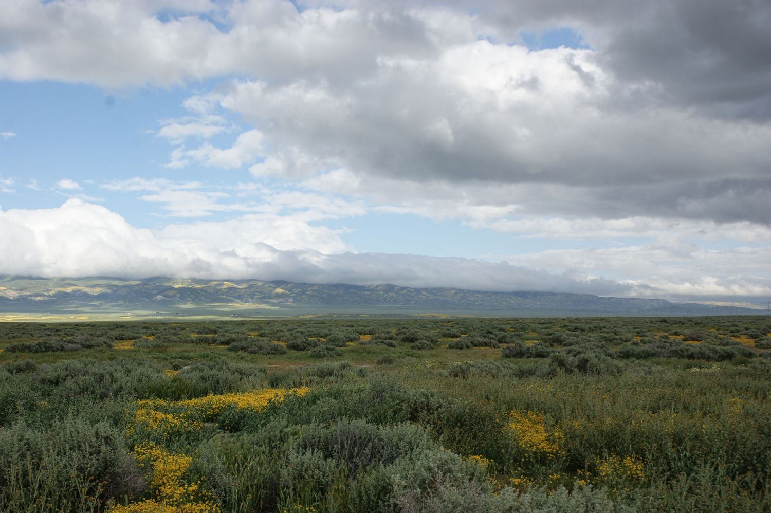 Open sagebrush plain with yellow wildflowers and mountains under partly cloudy sky.