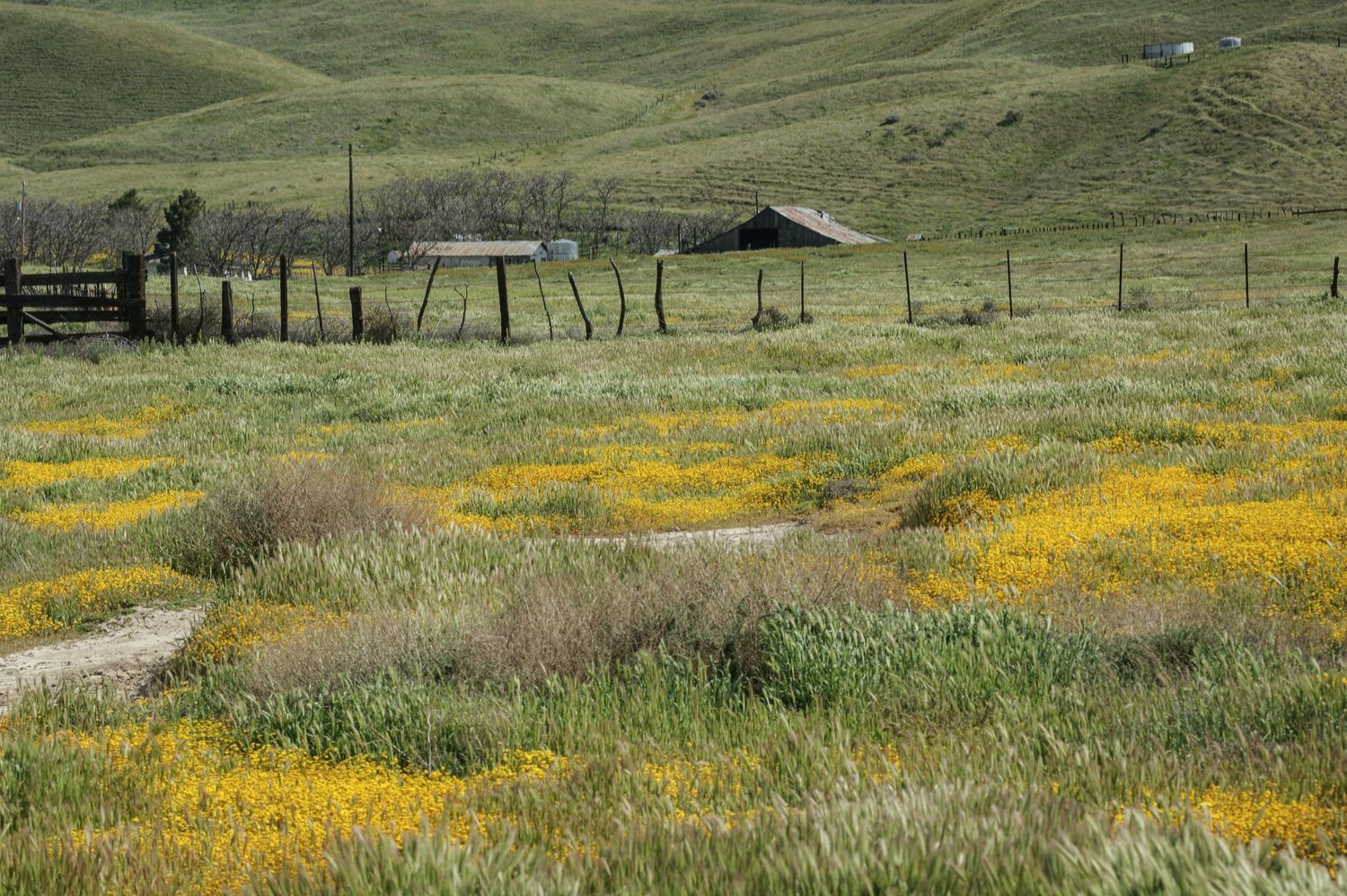 Abandoned rustic farm structures surrounded by yellow wildflowers in green California valley.