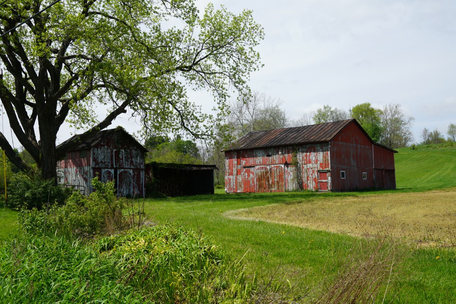 Two rustic weathered red barns on a green hillside farm under a cloudy spring sky.