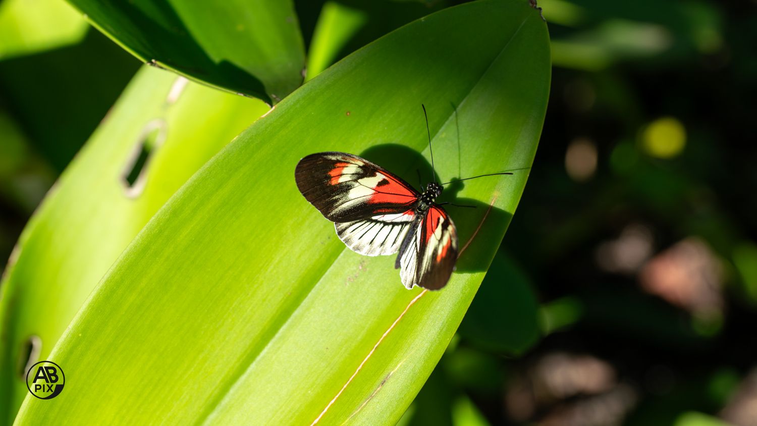 Red and black butterfly perched on a broad green tropical leaf in sunlight.