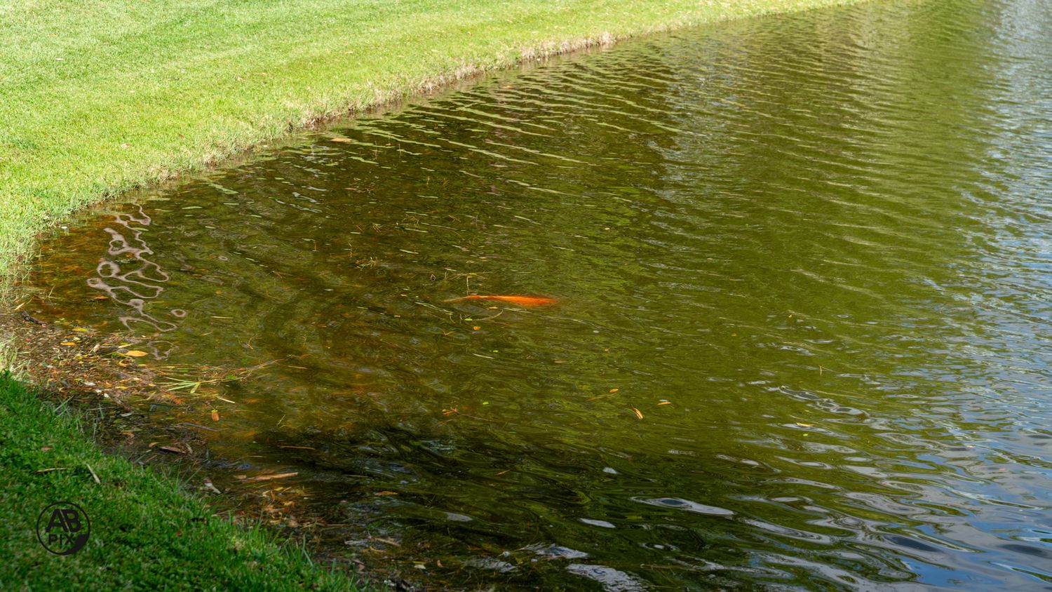 Bright orange koi fish swimming near the edge of a green pond with manicured grass banks.
