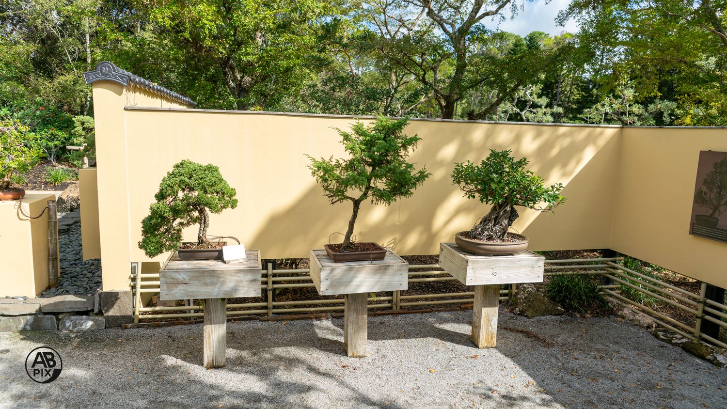 Three bonsai trees in ceramic pots displayed on wooden benches against a yellow wall.