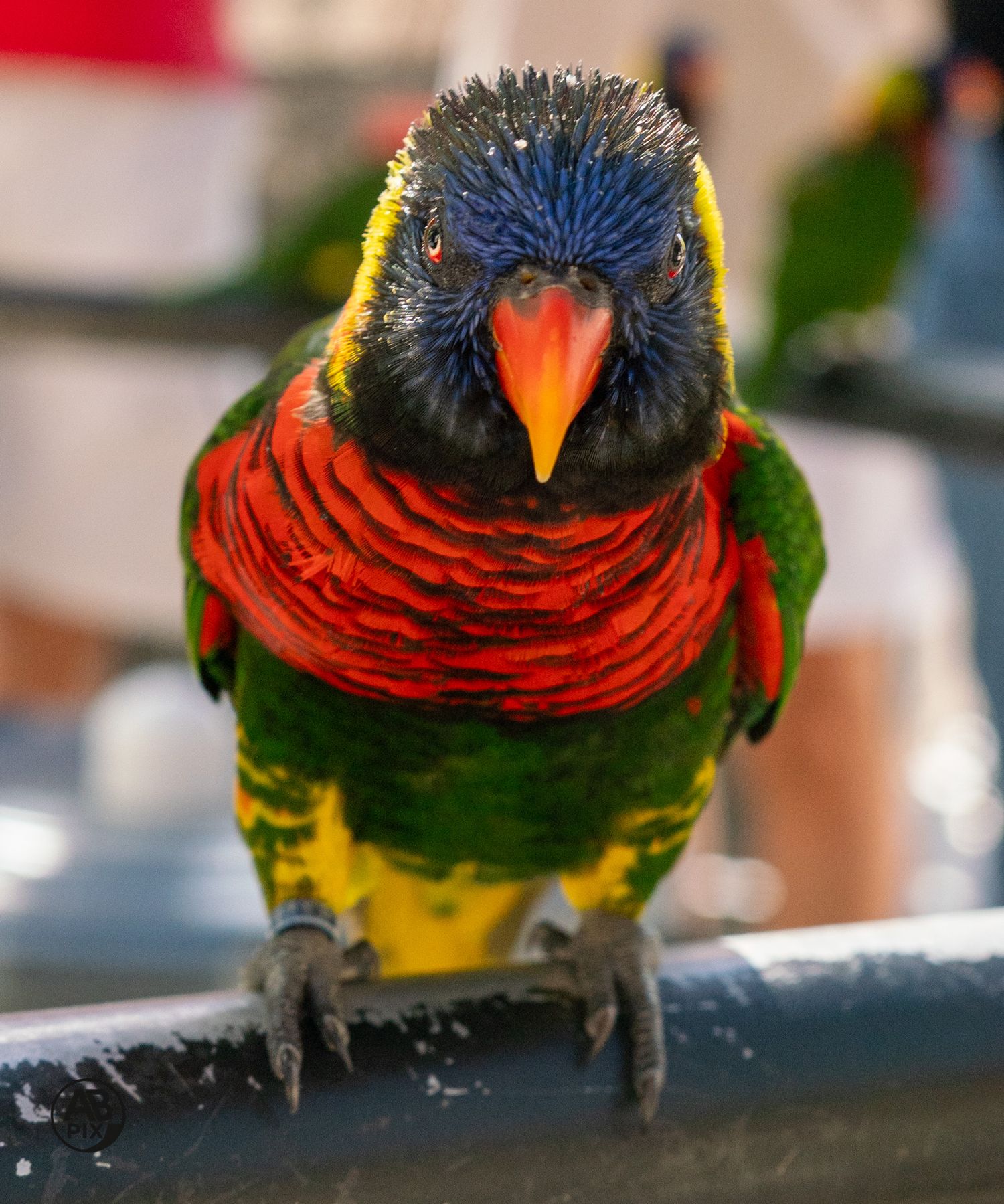 Close-up of a vibrant rainbow lorikeet with blue head, red chest, and orange beak facing camera.