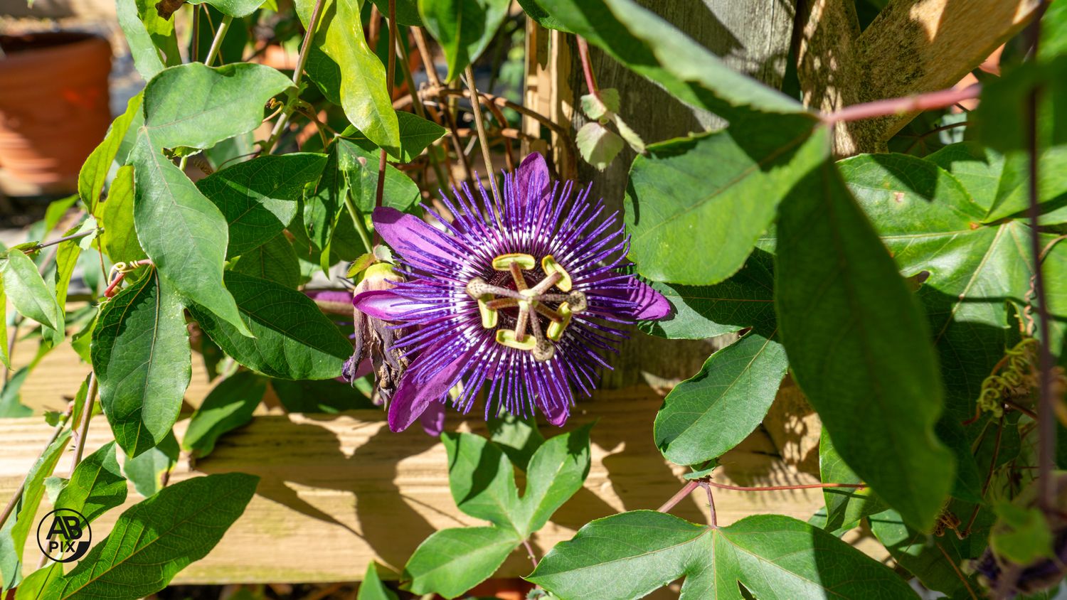A purple and yellow passionflower blooming among green vines on a wooden lattice fence.