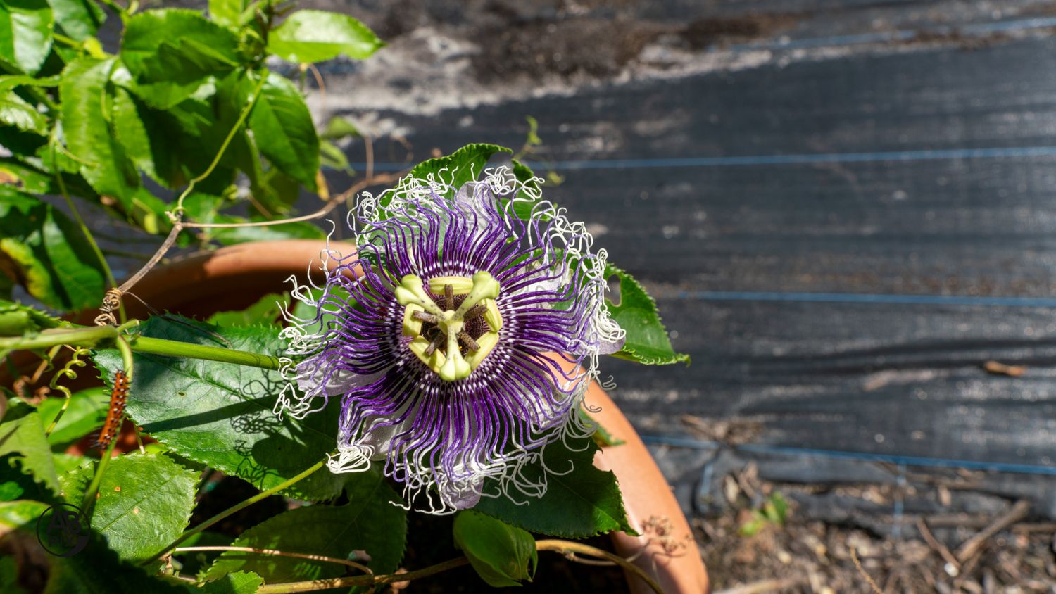 A purple and white passionflower bloom growing in a terracotta pot against a wooden fence.