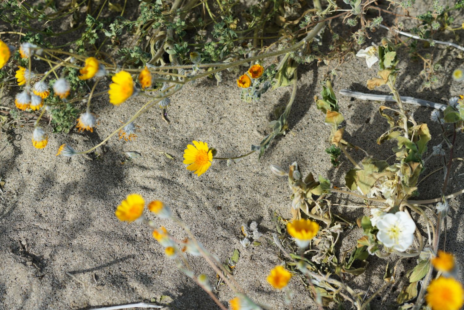 Orange and white wildflowers scattered across sandy desert ground with dry twisting stems.