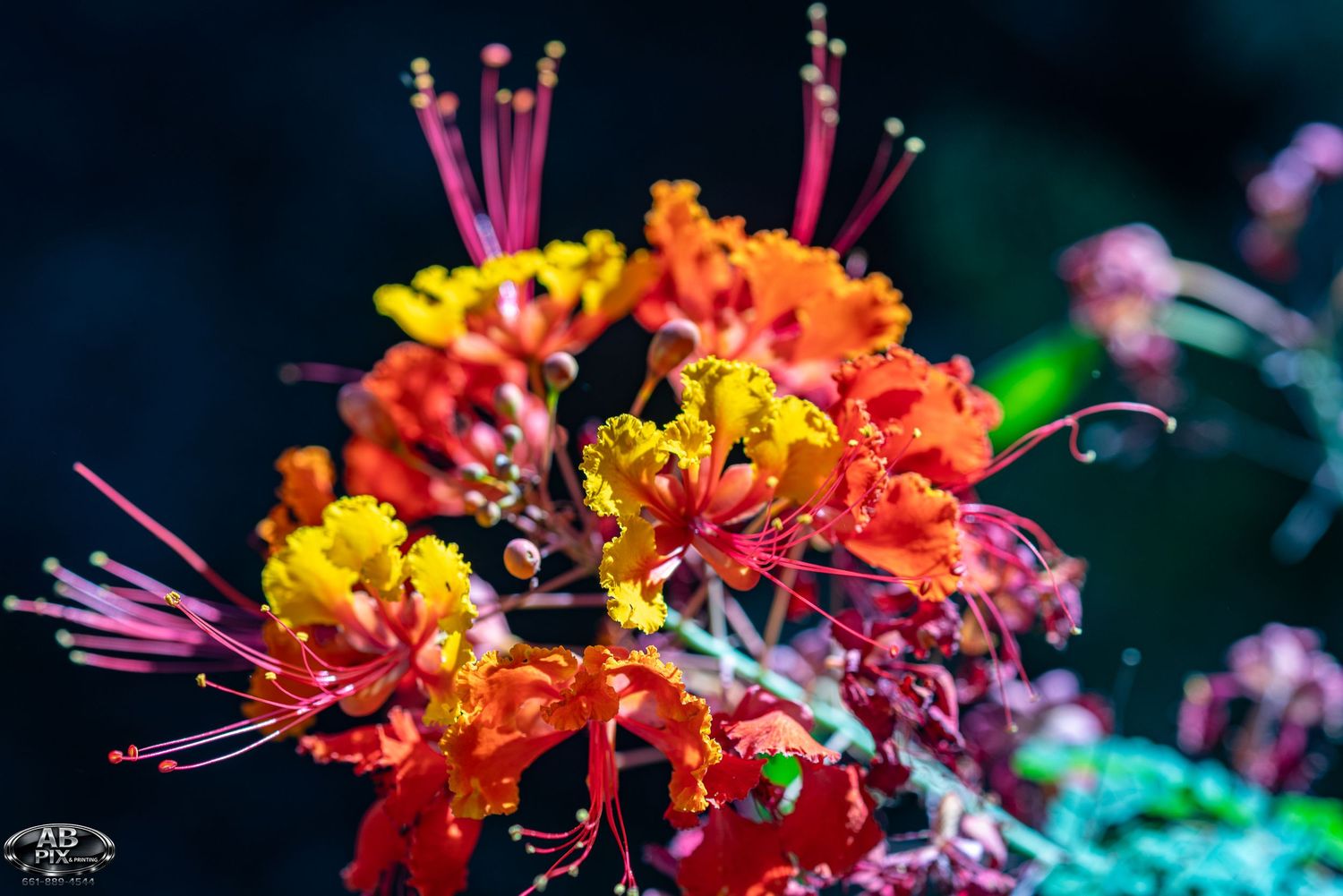 Vibrant red, orange, and yellow tropical flowers with long pink stamens bloom against a dark background.