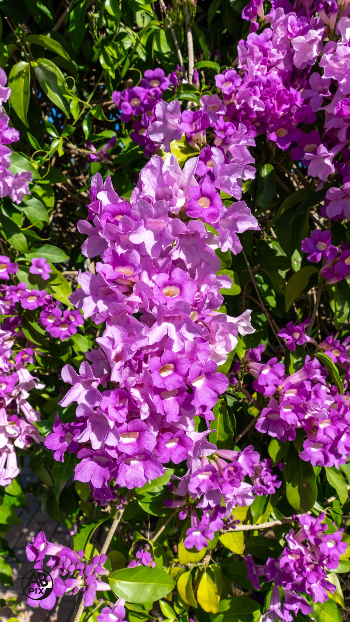 Lush bush covered in bright purple trumpet-shaped flowers blooming in full sunlight with green foliage.