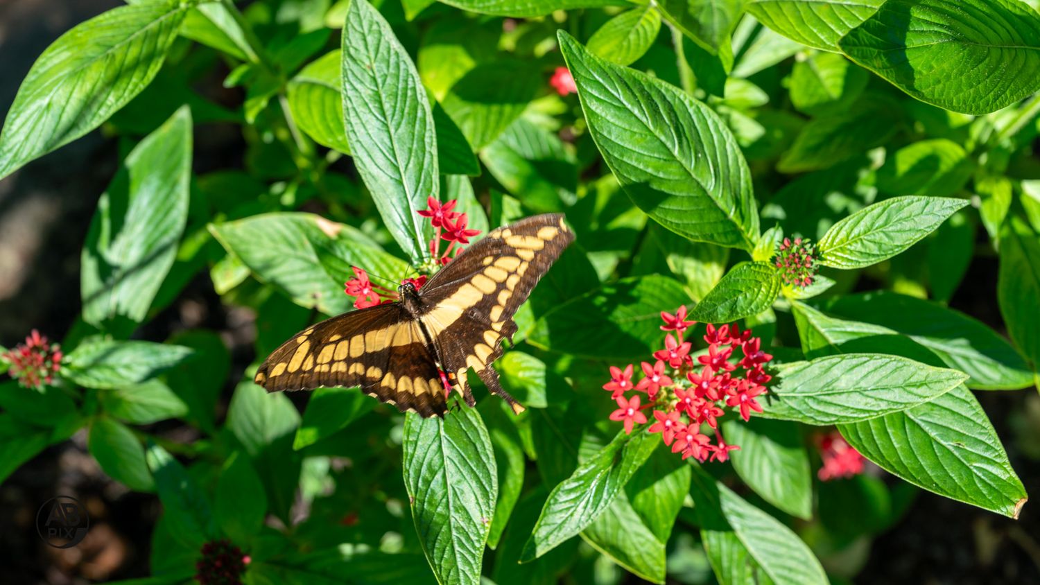 Large yellow and black giant swallowtail butterfly feeding on clusters of red pentas flowers in garden.