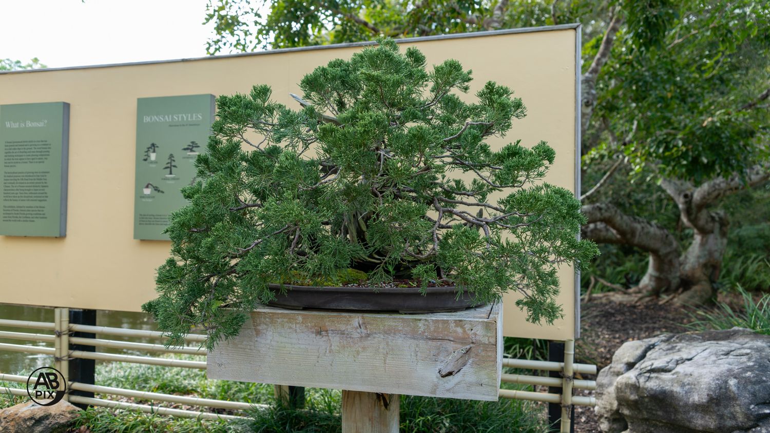 A large pine bonsai tree displayed on a wooden shelf against a yellow garden wall.