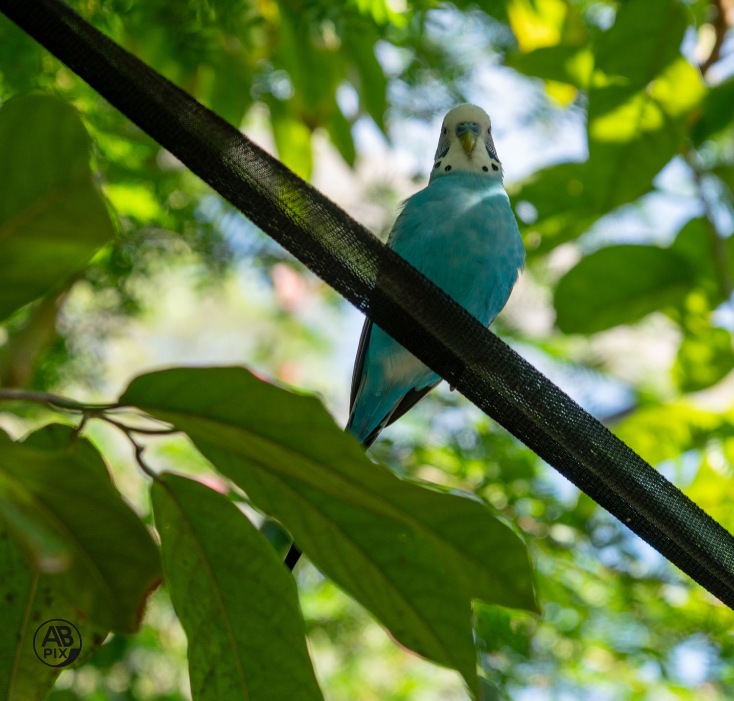 A blue and white budgerigar parakeet perched on a dark branch surrounded by green leaves.