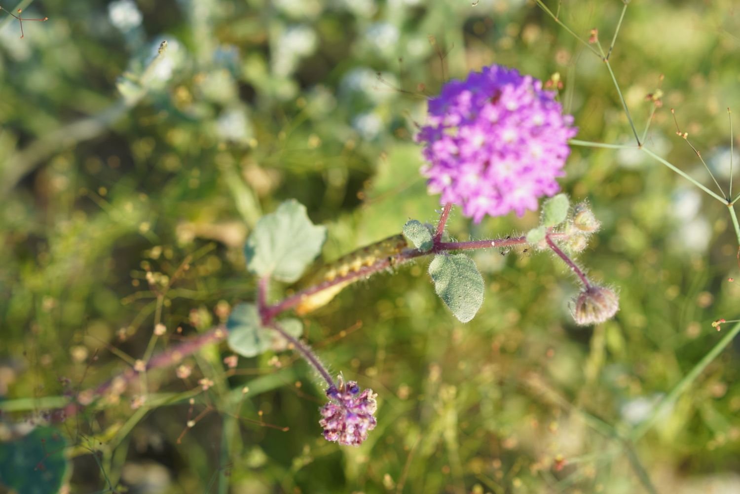 Purple sand verbena wildflowers growing among green desert plants in natural habitat.
