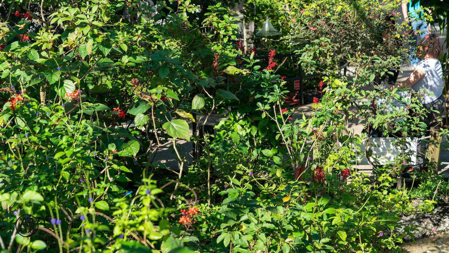 Dense tropical garden with vibrant red flowers and green foliage in bright sunlight.