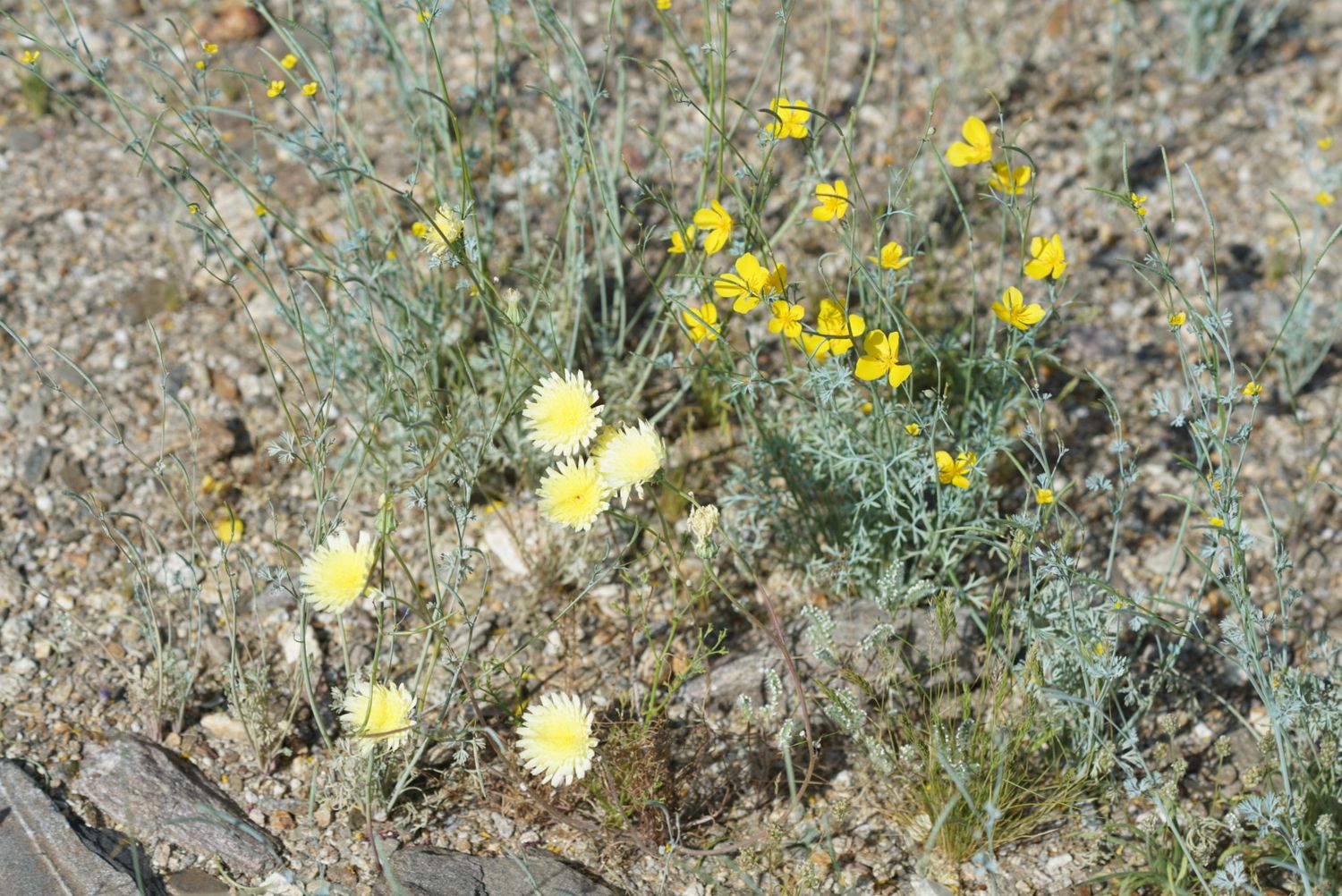 Small yellow daisy-like wildflowers with silvery-green foliage growing in dry sandy desert soil.