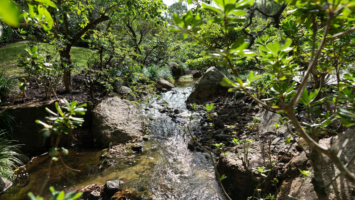 Clear stream flowing over rocks through a dense, sunlit Japanese garden with vibrant green foliage.