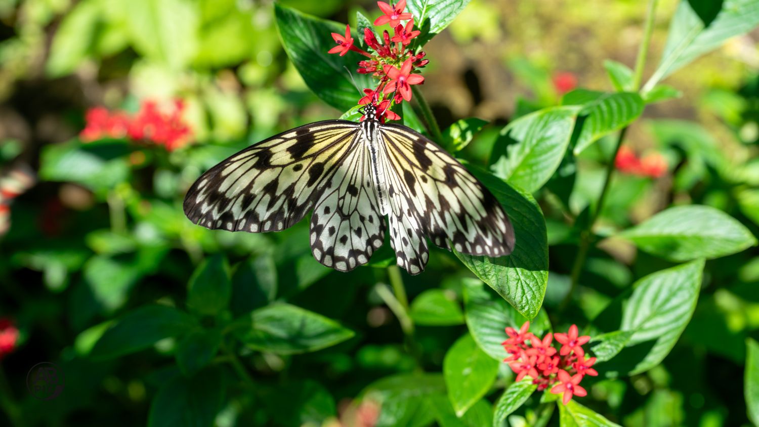 A black and white Paper Kite butterfly feeding on red flowers among lush green foliage.