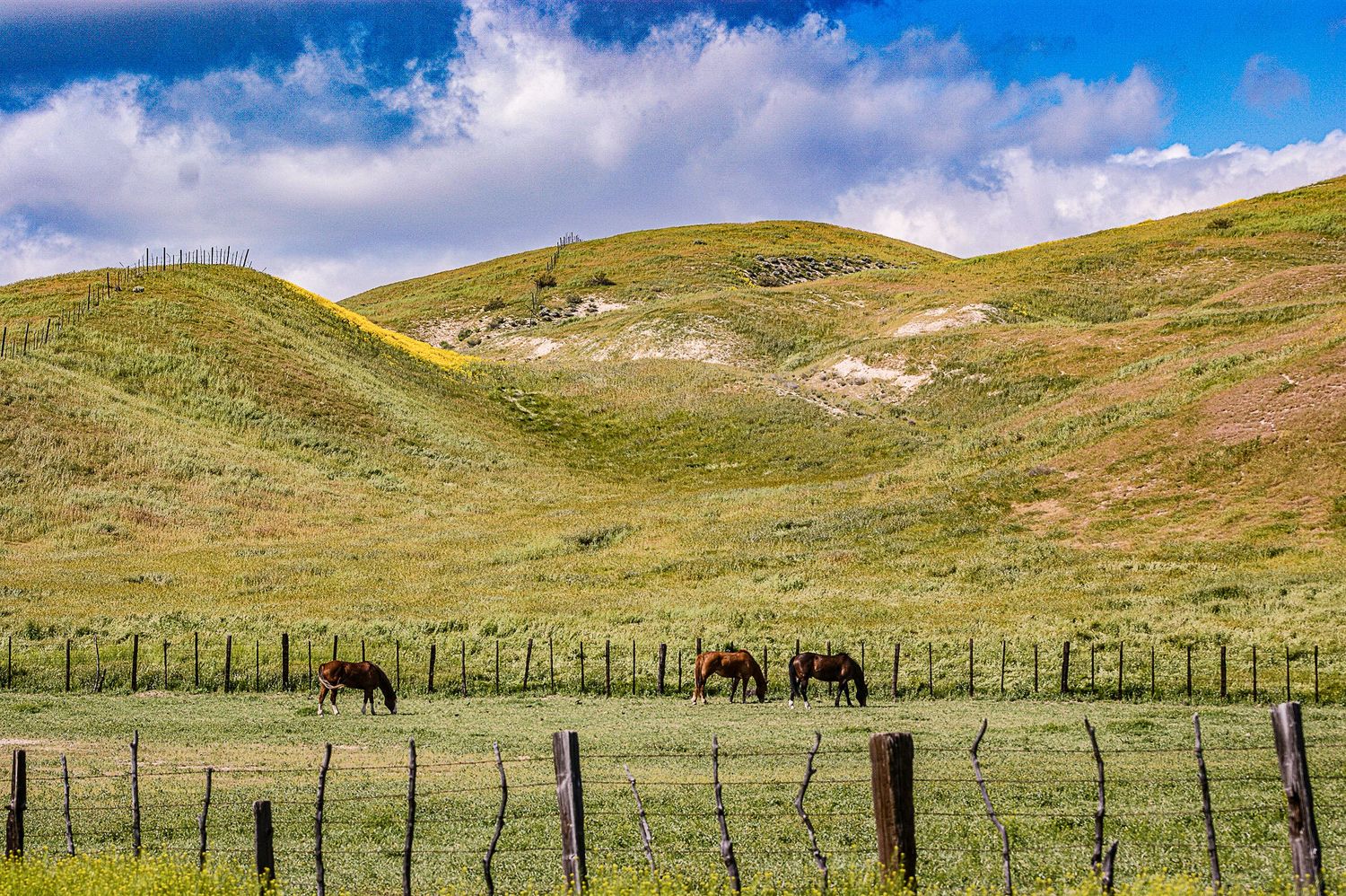Brown horses grazing in a fenced pasture beneath rolling green hills under a partly cloudy sky.