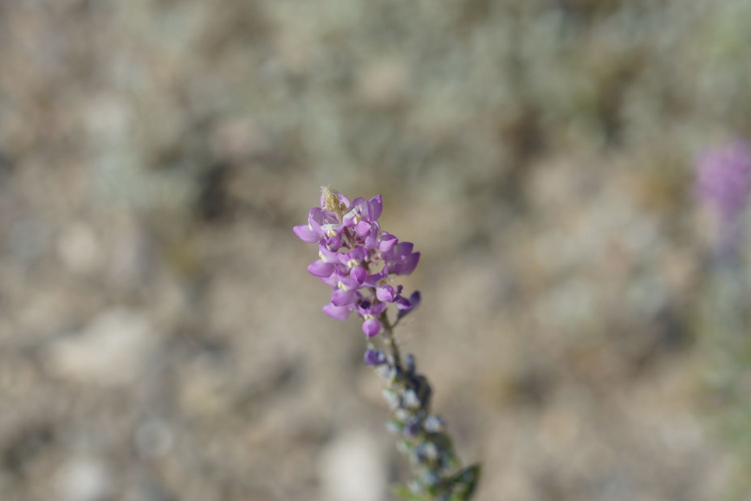 A single delicate purple wildflower spike in sharp focus against a soft blurred desert background.