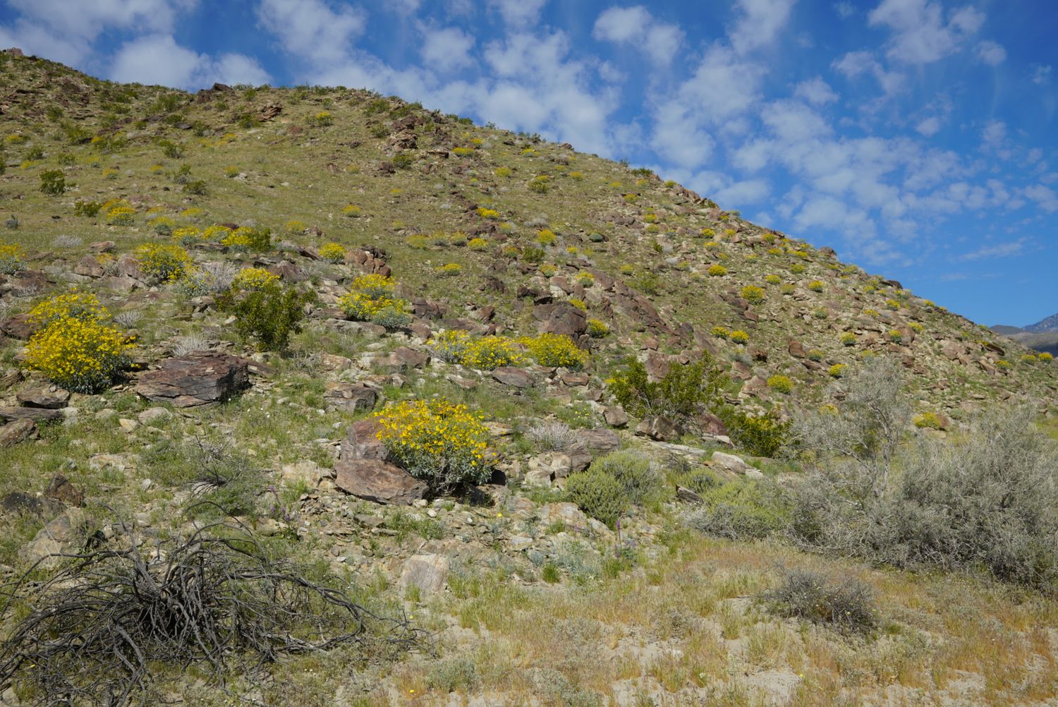 Bright yellow flowering shrubs dot a green rocky desert hillside under a blue sky.