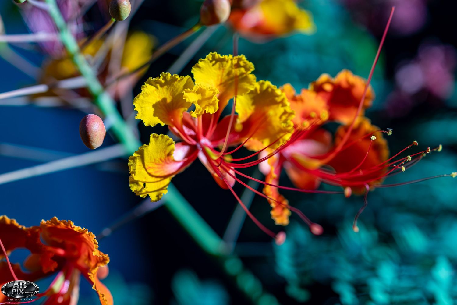 Vibrant red and yellow tropical flowers with delicate stamens against a blurred teal background.