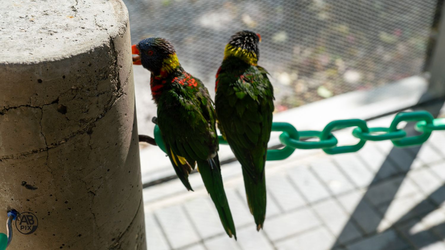 Two rainbow lorikeets perched on a green chain beside a white pole inside an aviary enclosure.