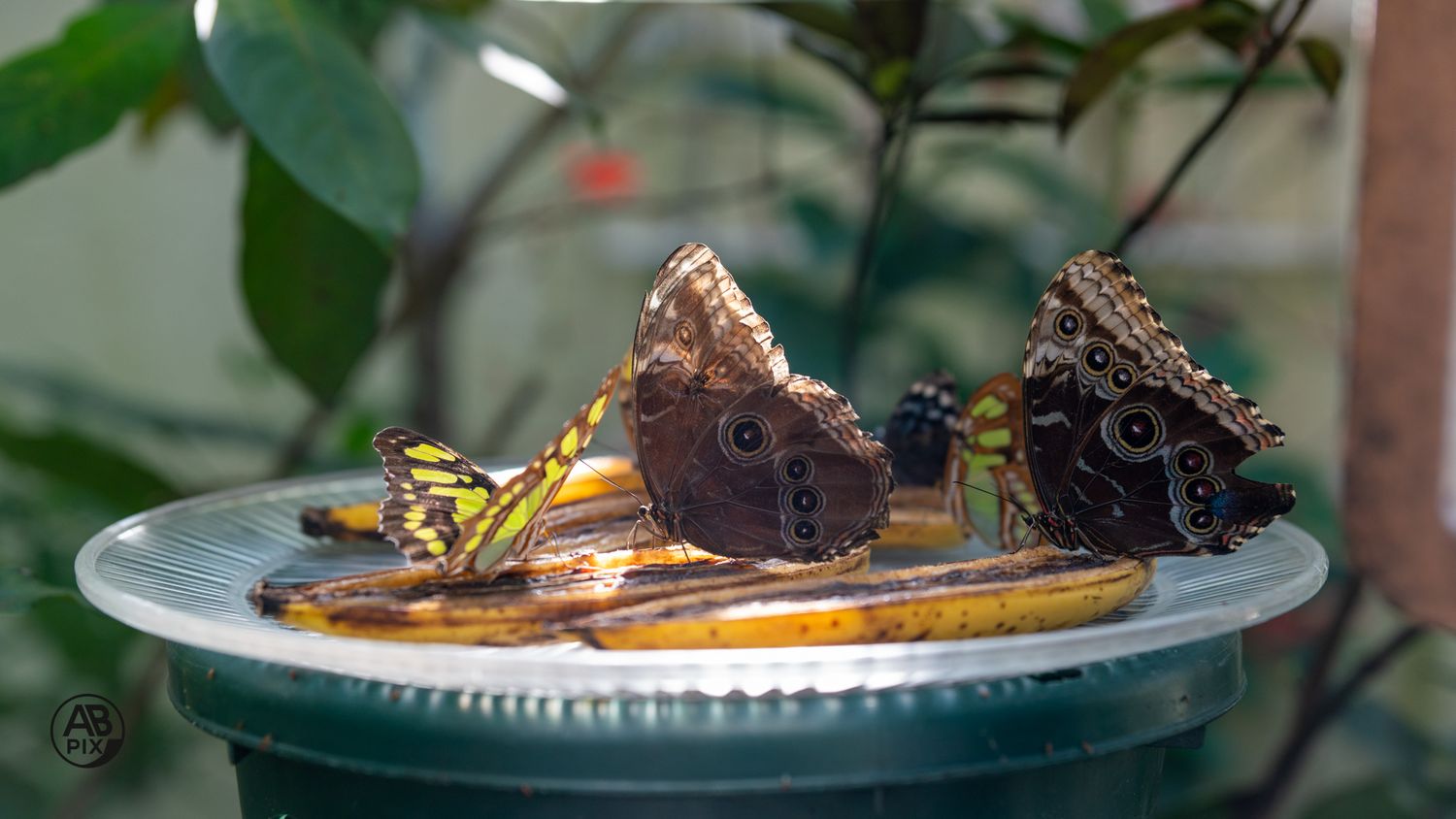 Multiple colorful butterflies including blue morpho and malachite feeding on banana slices on a plate.
