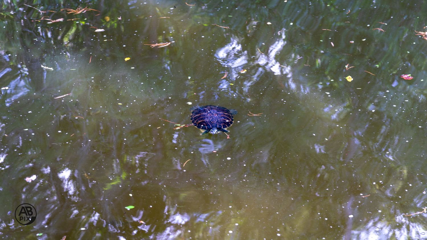 A turtle swimming in a shallow green pond surrounded by aquatic vegetation.