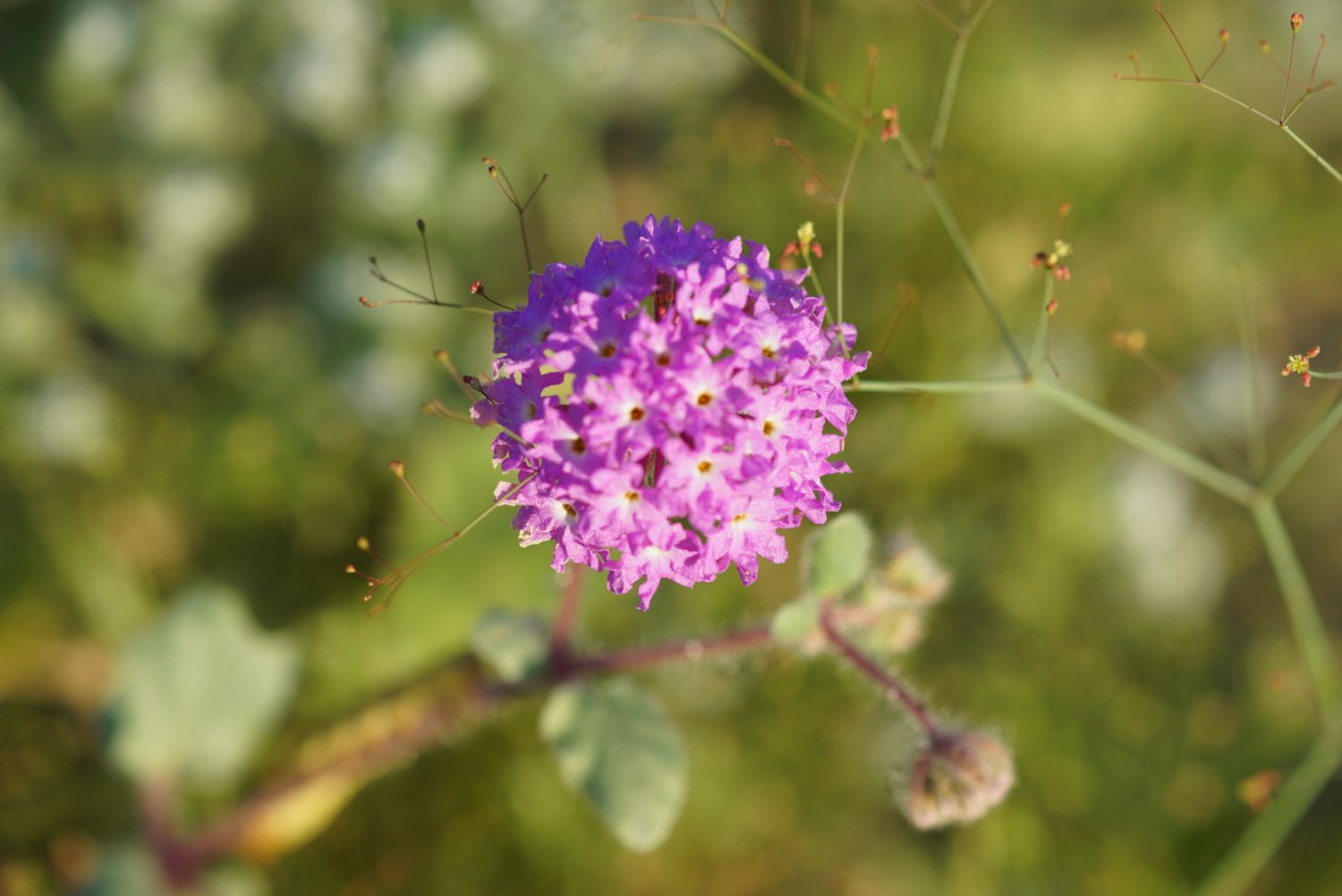 Purple sand verbena wildflower cluster blooming in green desert vegetation.