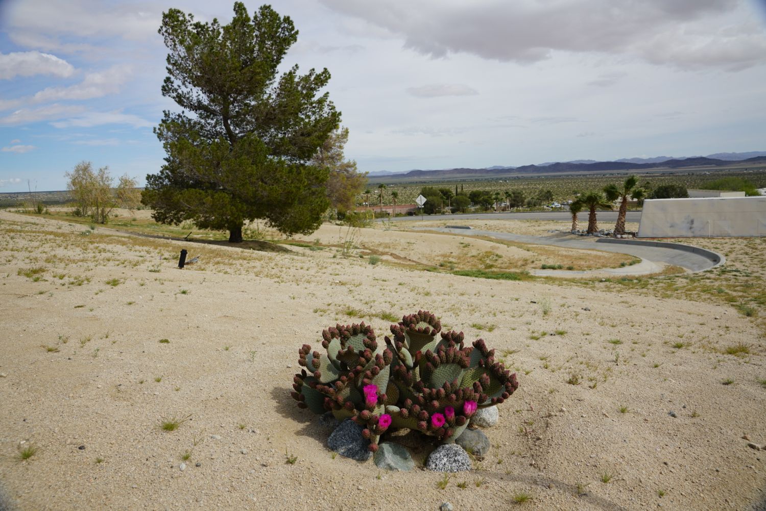 Vibrant pink flowering cactus planted among rocks on sandy hillside with desert valley and cloudy sky behind.