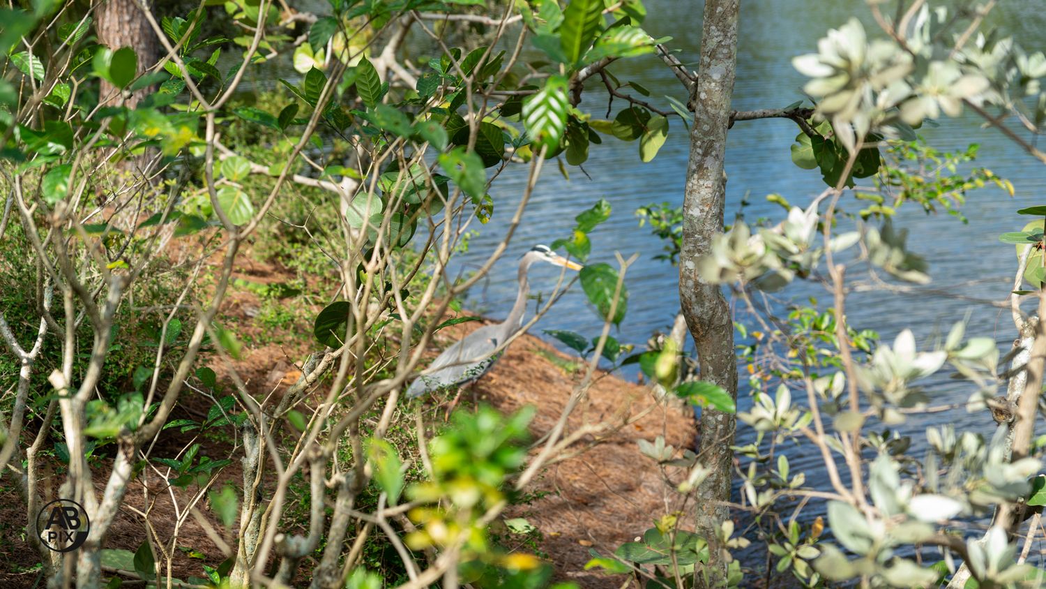 Small bird perched among dense shrubs and branches near a rocky waterfront in natural habitat.