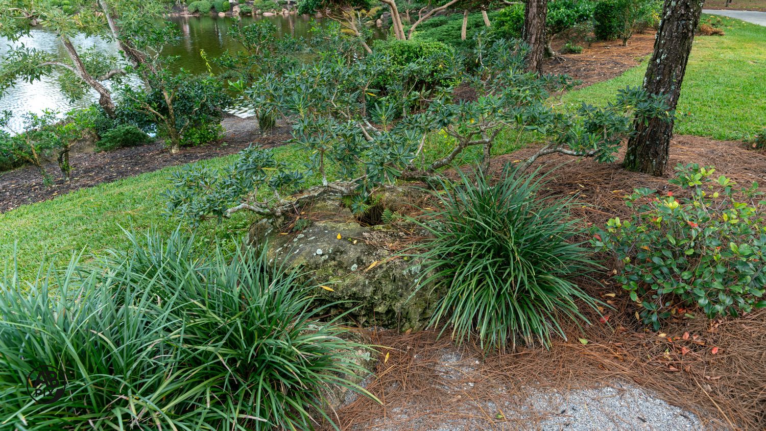 Lush ornamental grasses and shrubs arranged around a rocky feature in a landscaped garden.