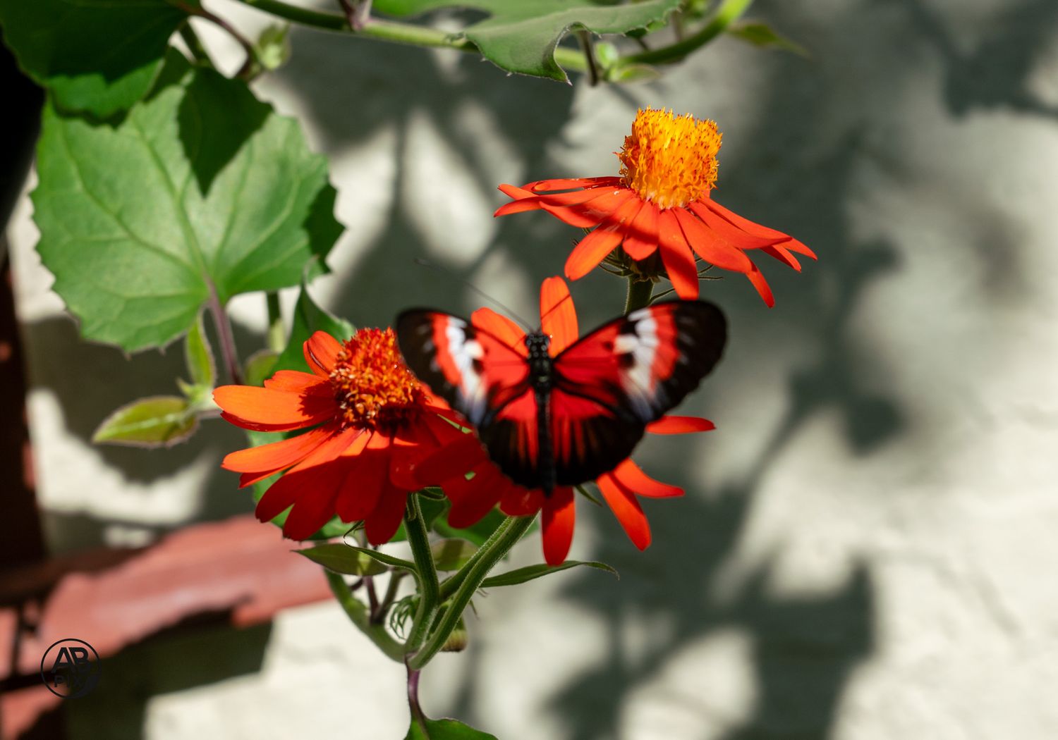 Red black and white butterfly with open wings resting on bright orange Mexican sunflowers outdoors.