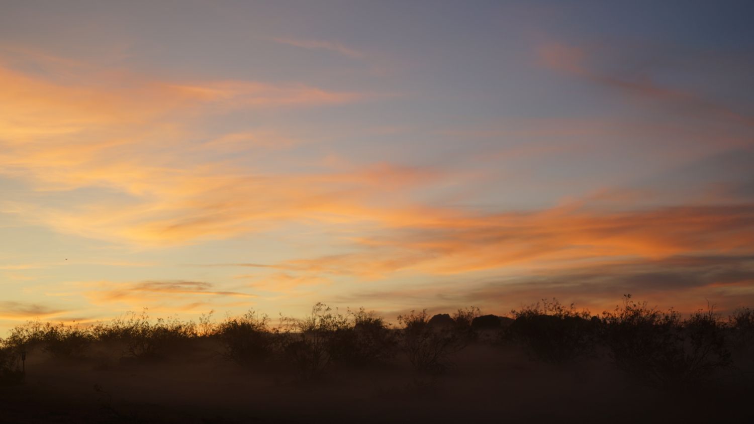 Vibrant orange and pink sunset sky over silhouetted desert shrubs and trees.
