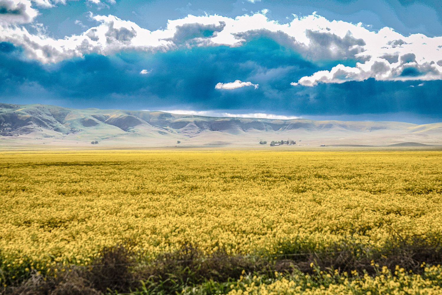 Vast yellow wildflower field stretching to rolling hills under dramatic blue sky with large white clouds.