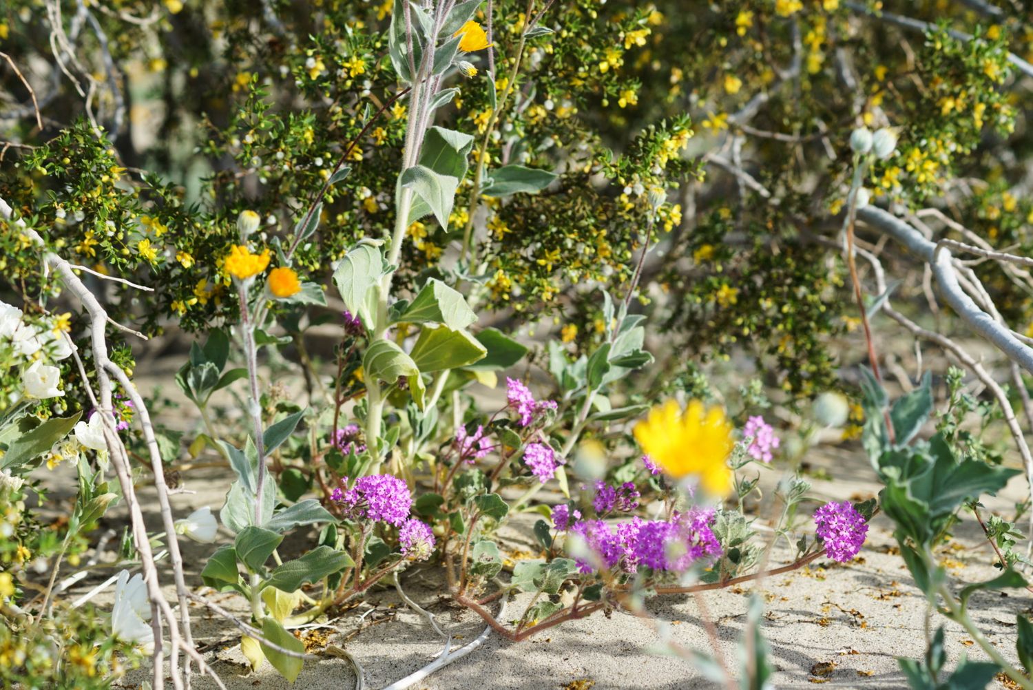 Purple sand verbena and orange poppy blooming beneath yellow-flowered desert shrub branches in sandy desert.