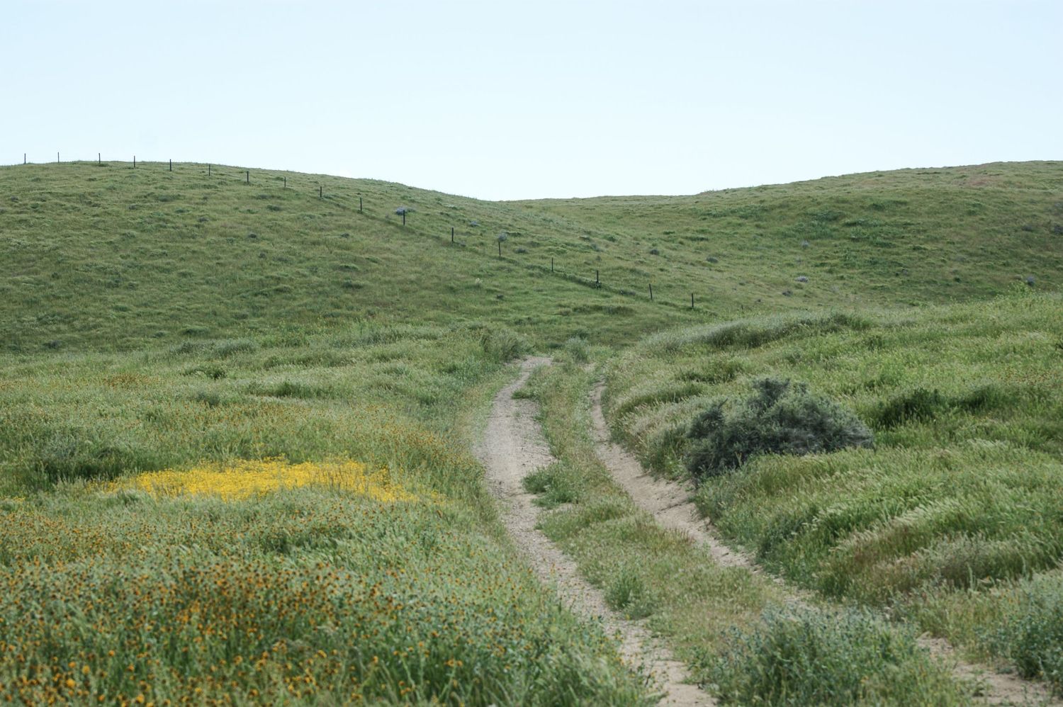 Dirt trail winding through green hills with yellow wildflowers in California countryside.