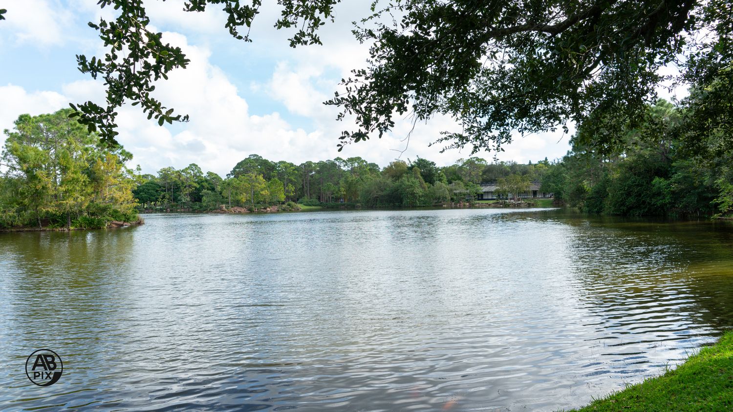 Serene lake view framed by overhanging oak tree branches with lush green trees in background.