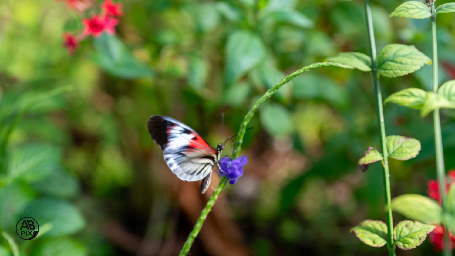 Striking red white and black butterfly feeding on a small purple flower in a garden.
