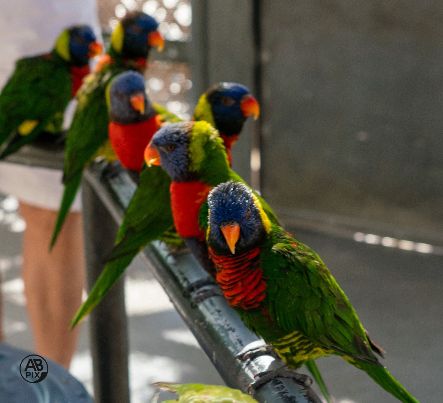 Row of vibrant rainbow lorikeet parrots with colorful plumage perched together on a metal bar.