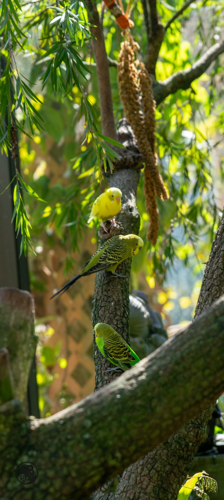 Three green budgerigars perched on a tree branch surrounded by lush green foliage in natural sunlight.